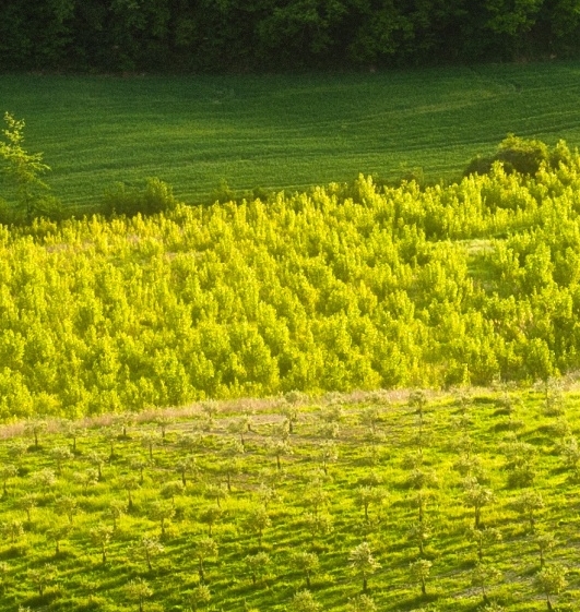 龙岩粉象生活app