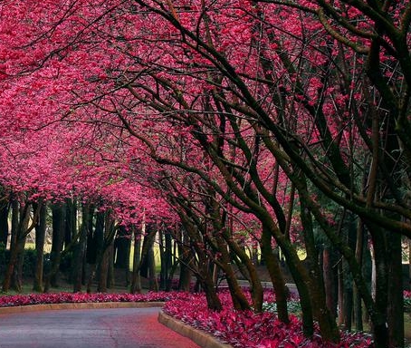 粉象生活下载app