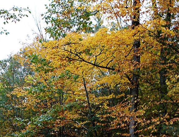 粉象生活发圈了有佣金嘛