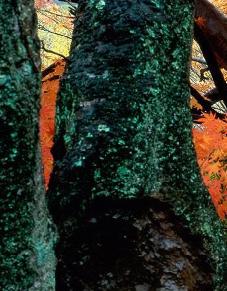 粉象生活怎么快速升级淘宝