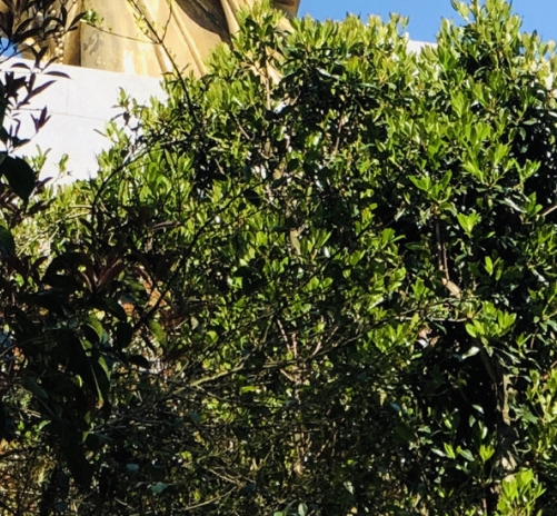 佛山粉象生活如何使用