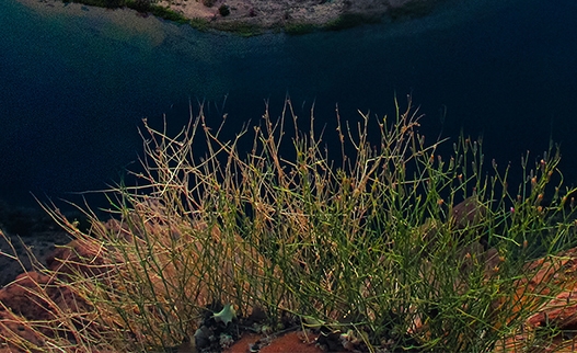 粉象生活粉丝经济