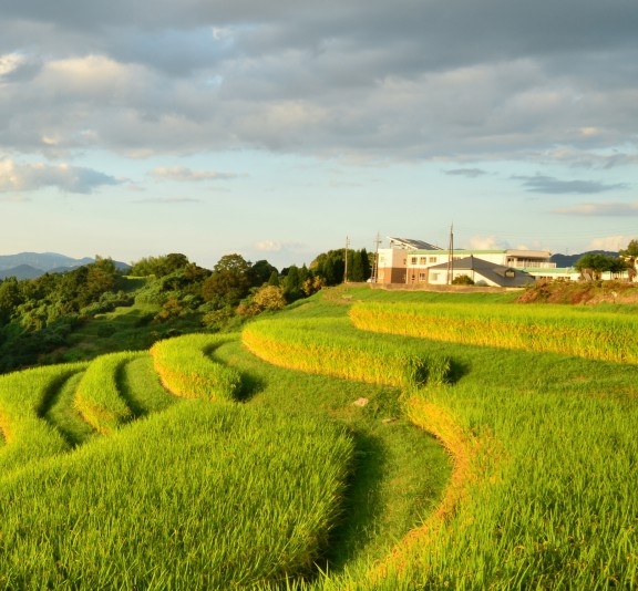 粉象生活真实收入