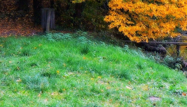 粉象生活天天领现金