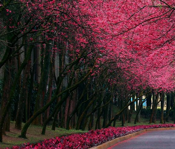 殡葬一条龙在线咨询