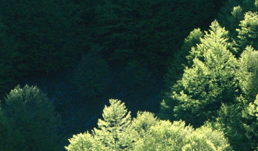 粉象生活推广服务