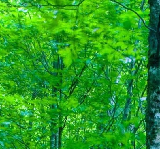 粉象生活下载app