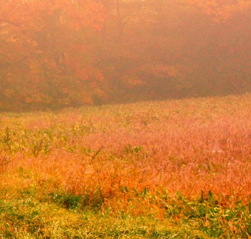 粉象生活福利购