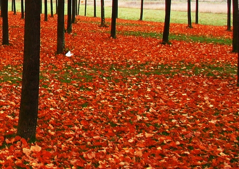 常州粉象生活佣金