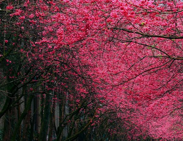 粉象生活开通会员有什么用