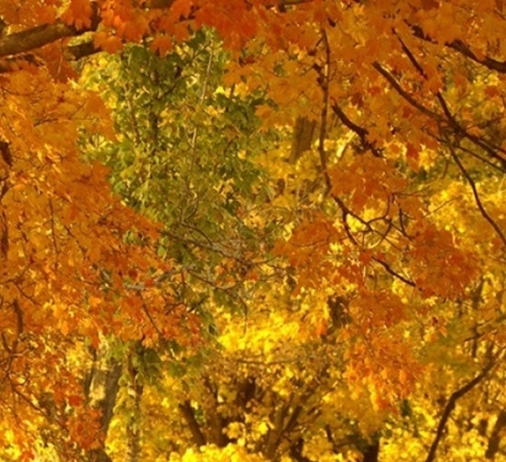 有没有类似于粉象生活的软件