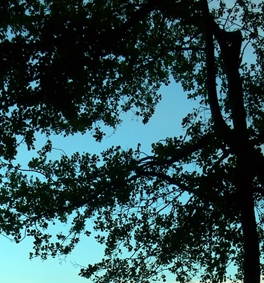 小红象怎么做赚钱