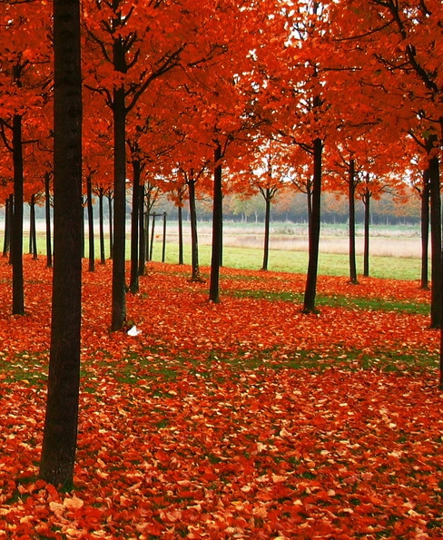 粉象积分兑换钱