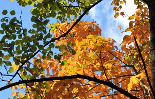 粉象官方邀请码是多少