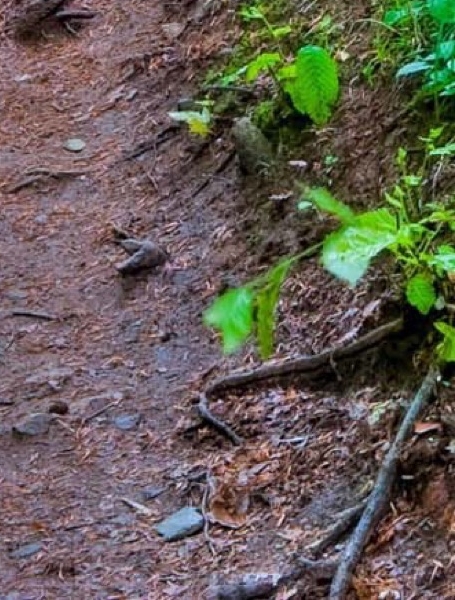 粉象生活真实收入