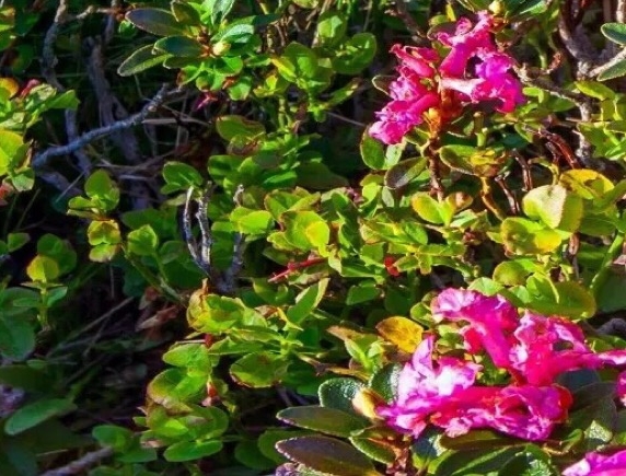 粉象生活如何获取积分