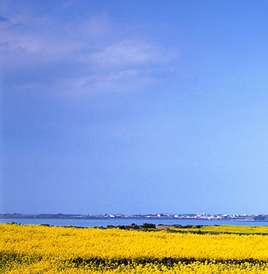 加盟粉象生活app