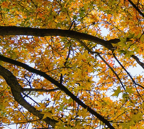 粉象生活怎么找