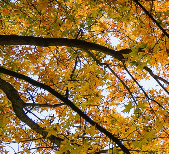 惠州粉象生活合伙人