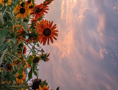 粉象生活推广图片