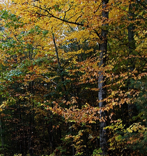 粉象生活下载app