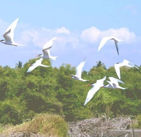 粉象生活微金融