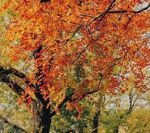 粉象生活邀请码