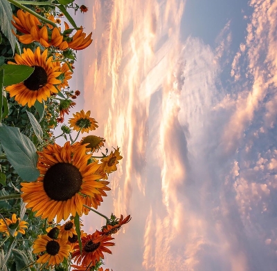 粉象生活官方APP邀请码