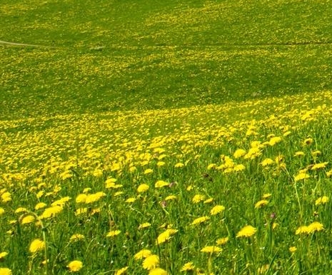 粉象生活联手亚马逊