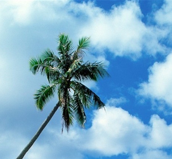 粉象生活高级玩法