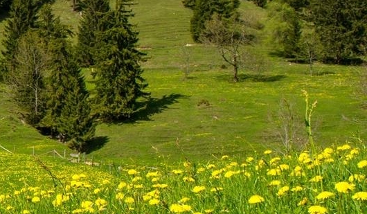 粉象生活真实收入