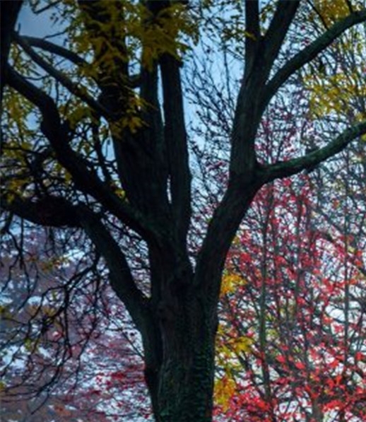 粉象生活pk高佣联盟