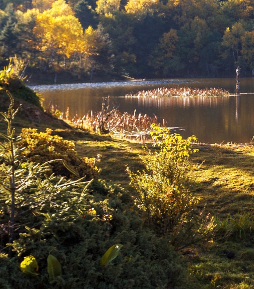 好省和粉象生活哪个好