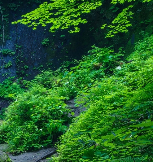 粉象生活等级规则