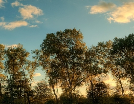 关于粉象生活推广