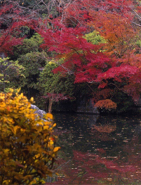 粉象生活代理费