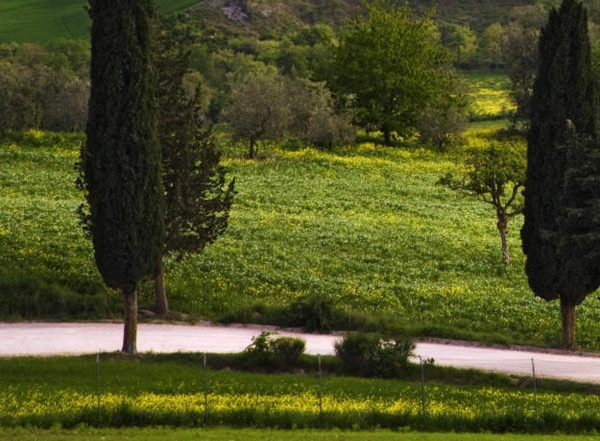 粉象生活下载app