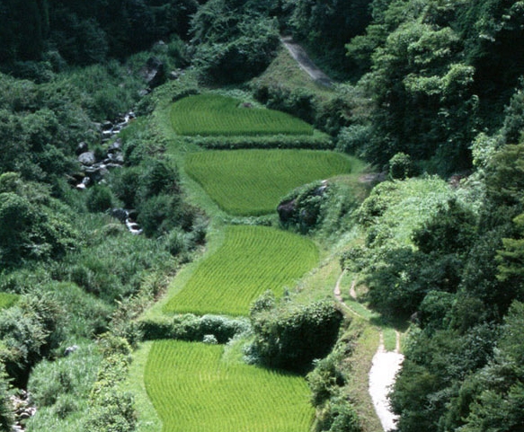 襄樊粉象生活app