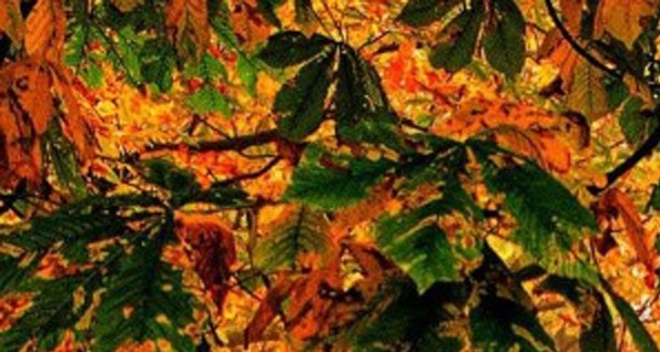 粉象生活淘宝授权