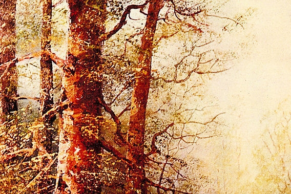 阳江粉象生活佣金