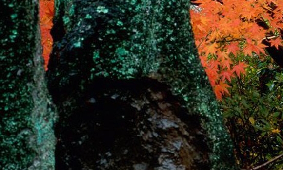 粉象生活可以赚钱吗