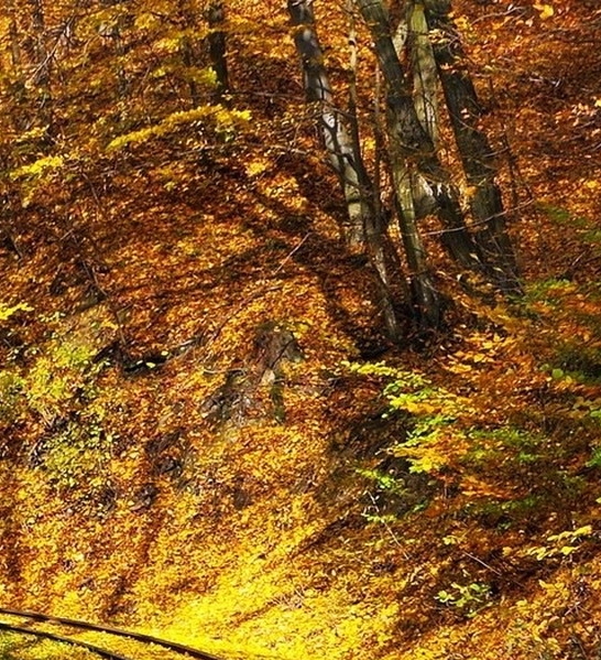 杭州粉象生活视频
