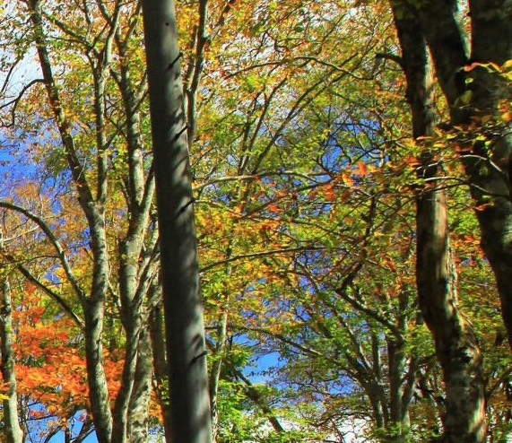 粉象生活直播挣钱