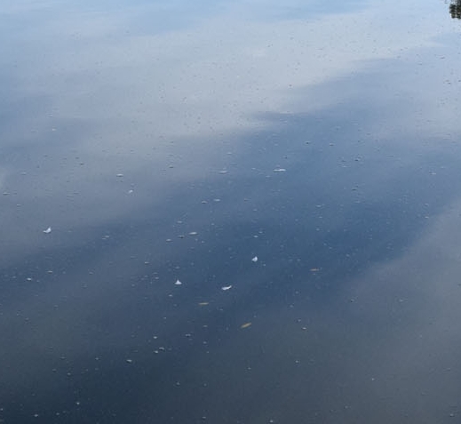 粉象生活淘宝海报