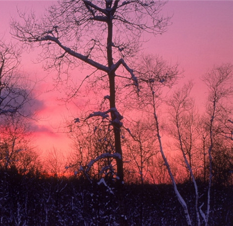 粉象生活收益等级