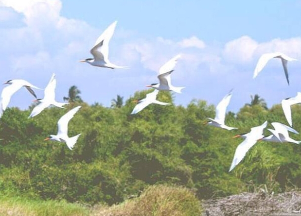 粉象生活下载app