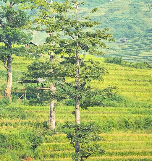 粉象生活软件咨询电话