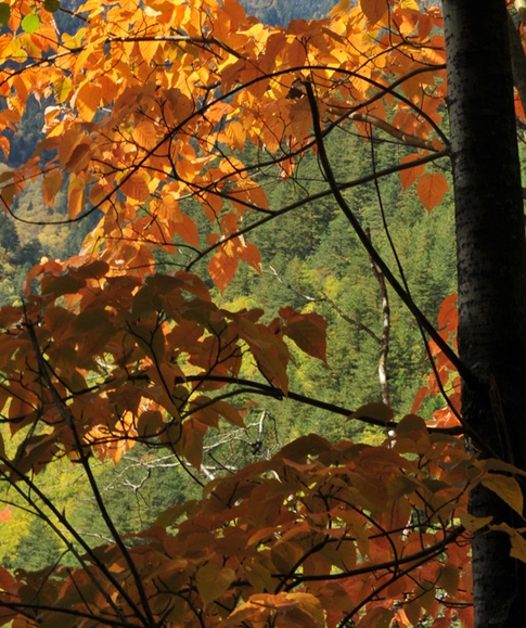 粉象生活违法了