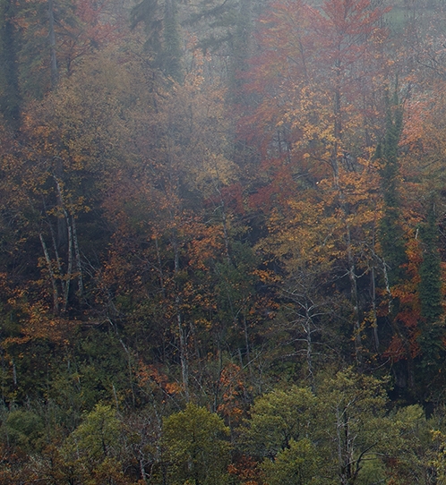 临沧粉象生活app