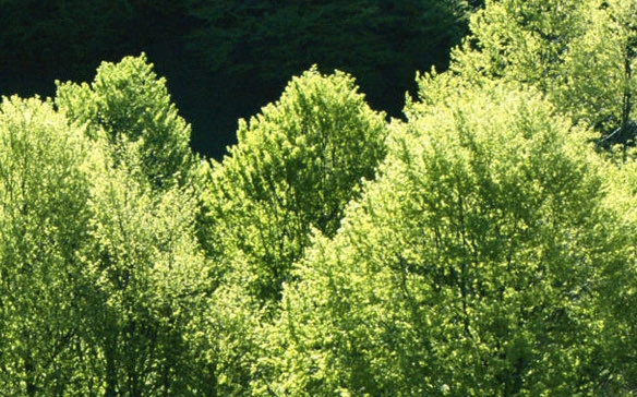 粉象生活怎么开店铺的步骤